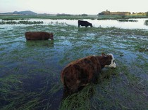 Kasihan! Sapi-sapi Ini Terendam Banjir