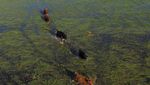 Kasihan! Sapi-sapi Ini Terendam Banjir