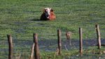 Kasihan! Sapi-sapi Ini Terendam Banjir
