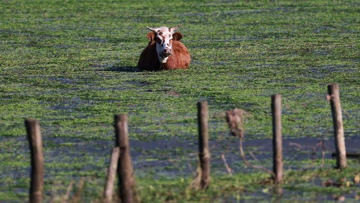 An ox stands in a flooded field, after flooding in Tres Cachoeiras, Rio Grande do Sul, Brazil, June 7, 2024. REUTERS/Diego Vara