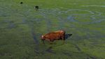 Kasihan! Sapi-sapi Ini Terendam Banjir