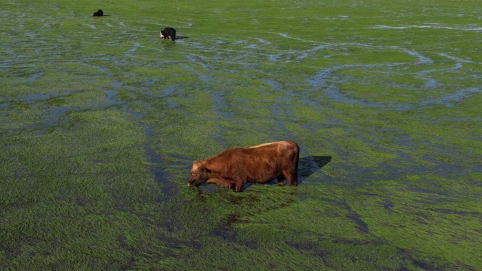 An ox stands in a flooded field, after flooding in Tres Cachoeiras, Rio Grande do Sul, Brazil, June 7, 2024. REUTERS/Diego Vara