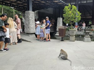 Dispar Bali Dalami Pengakuan Turis Aussie Digigit Monyet di Monkey Forest Ubud