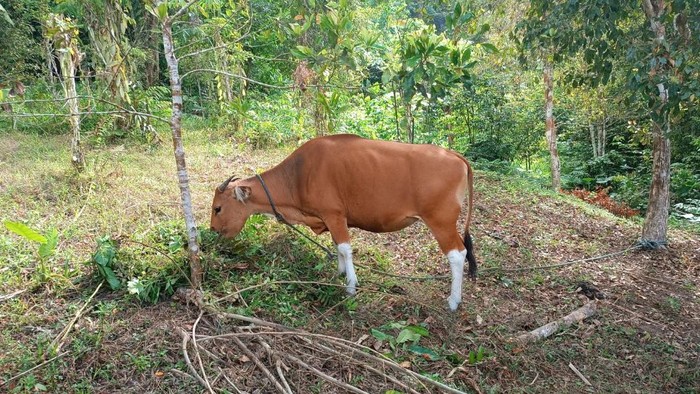 Harga Sapi Kurban di Selayar Naik Jadi Rp 14 Juta per Ekor Jelang Idul Adha