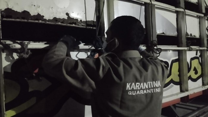Balai Karantina Hewan, Ikan, dan Tumbuhan (Karantina) Sumatera Selatan memeriksa kesehatan hewan kurban.