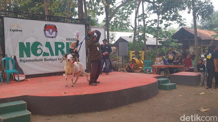 Gelaran Pilkada Domba di Majalengka