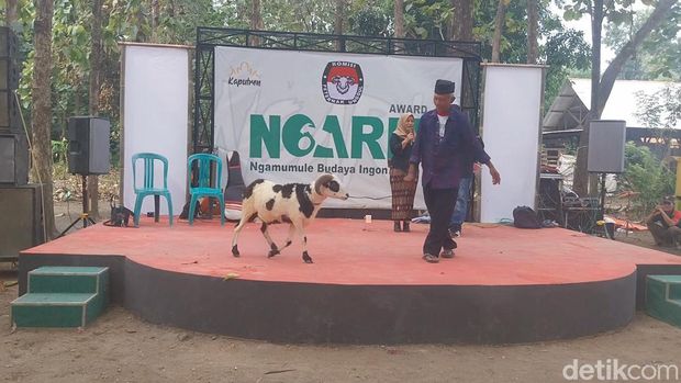 Gelaran 'Pilkada' Domba di Majalengka