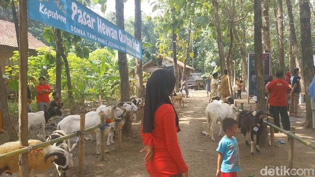 Gelaran 'Pilkada' Domba di Majalengka
