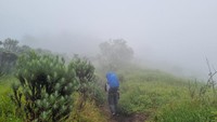 detikTravel berkesempatan menikmati keindahan alam Gunung Merbabu pada Jumat (24/5/2024). Kala itu hujan masih rutin membasahi Merbabu dan sekitarnya. Para porter area Merbabu pun menyampaikan adanya badai di Merbabu pada sehari sebelum kami mendaki. Itu membuat para pendaki gagal summit atau mendaki hingga puncak. Kendati demikian, kami yang bertujuan untuk mendaki santai pun tetap memantapkan langkah di tengah kabut dan gerimis yang turun. Puncak adalah bonus, yang terpenting adalah healing, pikir kami saat itu.