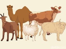 1 Kambing atau Sapi Kurban untuk Berapa Orang? Ini Ketentuannya