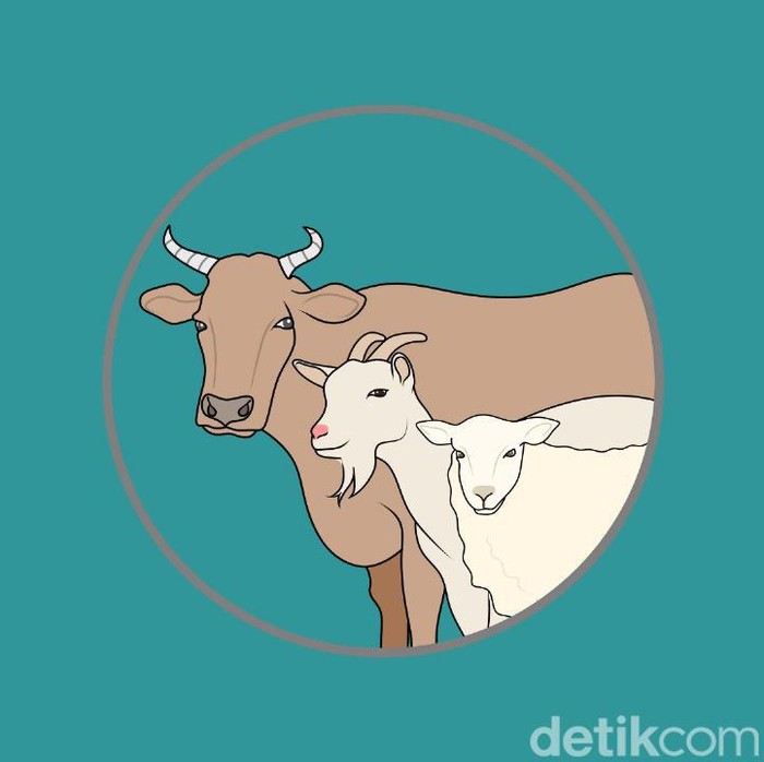 hewan kurban