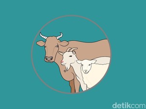 1/3 Daging Kurban Berapa Kg? Ini Ketentuan yang Diterima Orang Berkurban