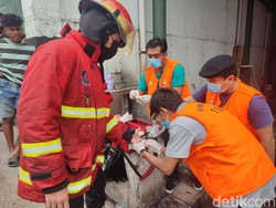 Petugas kesehatan memberikan pertolongan kepada petugas Dinas Pemadam Kebakaran (Damkar) Denpasar yang terluka saat berupaya memadamkan api. Petugas Damkar Denpasar itu mengalami luka pada tangan. (Ahmad Firizqi Irwan/detikBali)