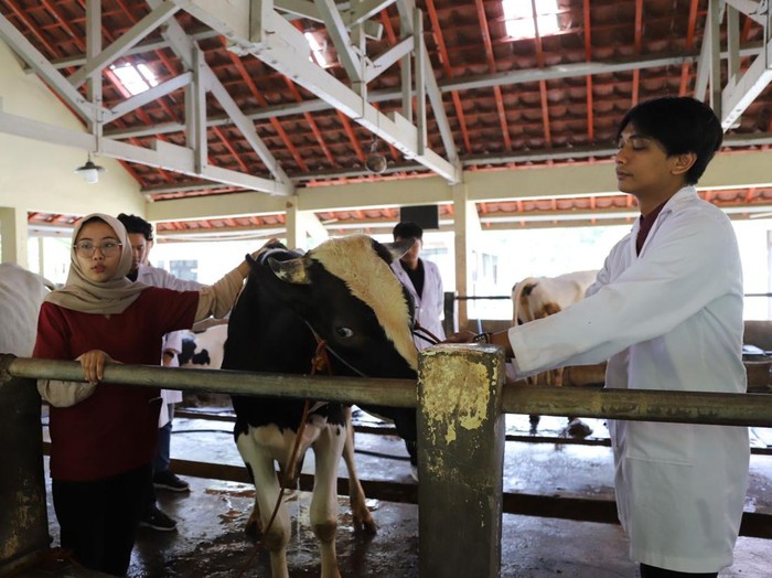 Mahasiswa dan alumni Fakultas Kedokteran Hewan (FKH) UGM akan diterjunkan sebagai petugas pemeriksa hewan kurban di seluruh wilayah DIY. Foto diunggah Minggu (9/6/2024).