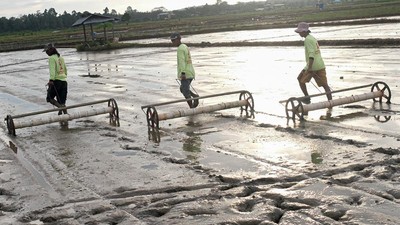 Melihat Penanaman Padi dengan Sistem Tabela