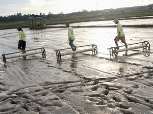 Melihat Penanaman Padi dengan Sistem Tabela