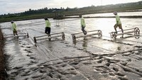 Sejumlah petani menebar bibit padi dengan sistem tanam benih langsung (tabela) di Kecamatan Ranomeeto, Konawe Selatan, Sulawesi Tenggara, Sabtu (8/6/2024).