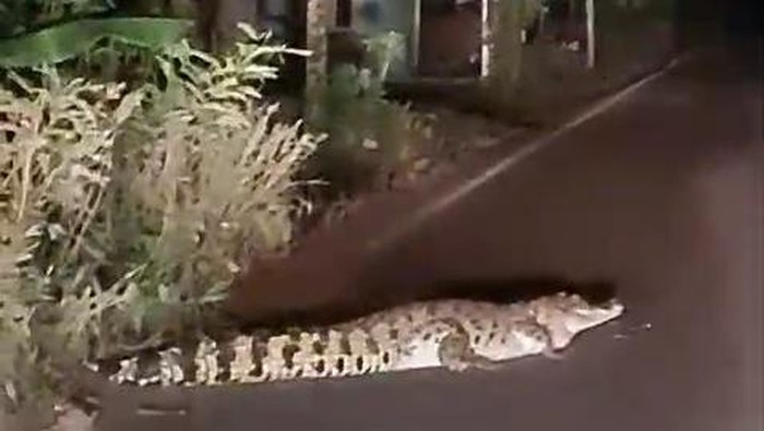 Penampakan buaya muara melintas di jalanan Banyuasin