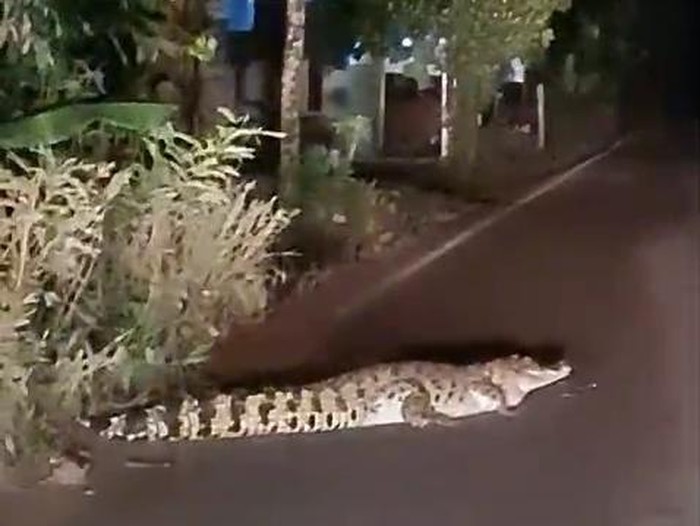 Penampakan buaya muara melintas di jalanan Banyuasin