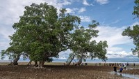 Penanaman mangrove itu untuk melindungi Pulau Pangalasiang dari ancaman abrasi. 