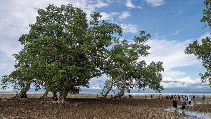 Direktur Yayasan Rumah Bahari Gemilang (Rubalang) Moh. Tofan Saputra (kiri) memberikan pengarahan kepada warga sebelum penanaman mangrove di pesisir pantai Pulau Pangalasiang, Donggala, Sulawesi Tengah, Sabtu (8/6/2024). Kegiatan tersebut diinisiasi mahasiswa magang program Kemendikbudristek Merdeka Belajar Kampus Merdeka (MBKM) bekerja sama dengan PT Amati Karya Indonesia, Yayasan Rubalang, Arkom Palu dan Risma Khoiru Ummah untuk melindungi pulau tersebut dari ancaman abrasi sekaligus memperingati Hari Laut Sedunia. ANTARA FOTO/Basri Marzuki/nym.