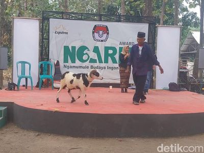 Uniknya Pilkada di Majalengka yang Diikuti Peternak dan Domba