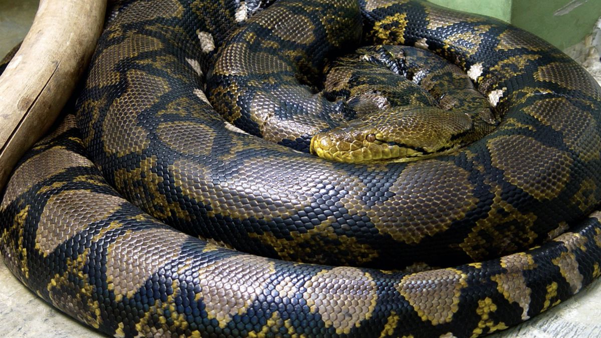 Siqib yurgan politsiya qizlari - virage-drive.ru - virage-drive.ru saytida Katta video formatlari bilan