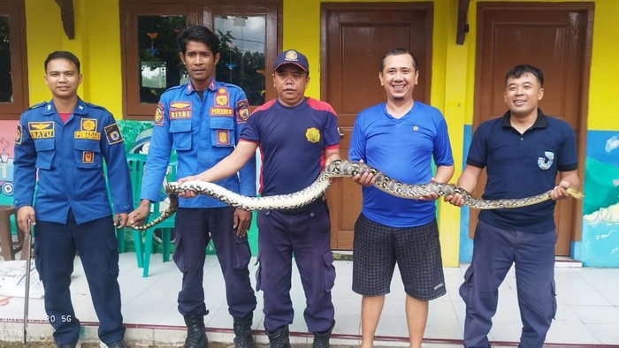 Ular Sanca Kembang sepanjang 4 meter yang sumbat saluran air warga Jember.