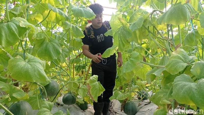 Warga tengah menyiangi kebun melon di Kampung Leuwihieum, Kelurahan Sukarindik Kecamatan Bungursari Kota Tasikmalaya.
