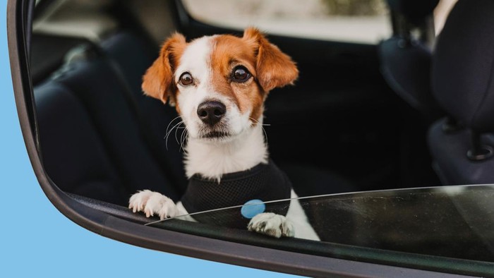 Anjing di dalam mobil.