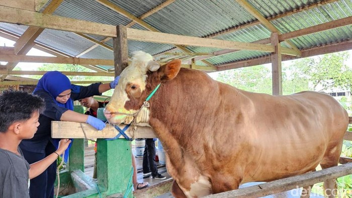 Presiden Republik Indonesia (RI) Joko Widodo (Jokowi) akan berkurban satu ekor sapi jenis simmental di Kabupaten Bone, Sulawesi Selatan (Sulsel).