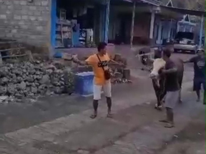 Detik-detik Sugi, pemilik sapi limosin di Kapanewon Rongkop, Gunungkidul, sebelum diseruduk hingga tewas.