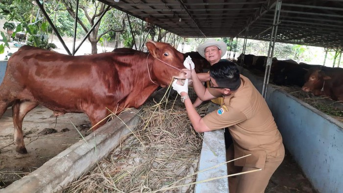 Dinas Peternakan Memeriksa Hewan Kurban di Kabupaten Lebak, Banten. (Foto: dok. Istimewa)
