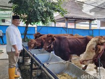 Penjualan Hewan Kurban di RPH Surabaya Naik 20% Jelang Idul Adha