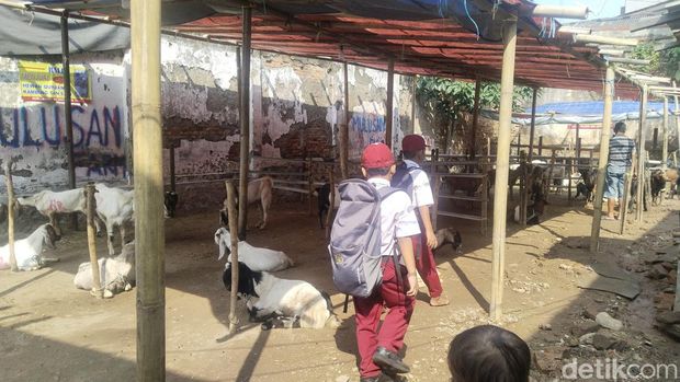 Eswandi (55) sudah 9 tahun menjual hewan kurban di Jakarta menjelang Idul Adha. Jika tidak sedang musim kurban, dia sehari-hari mengurus warteg. (Ammar R/detikcom)