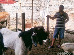 Cerita Wandi Cari Cuan Jelang Idul Kurban dan Tinggalkan Bisnis Makanan
