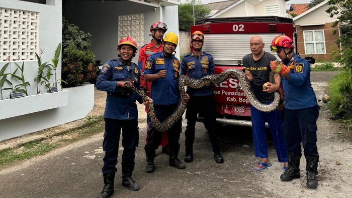 Reptil Buas, Ular Sanca Sepanjang 4 Meter Teror Warga Permukiman Cibinong