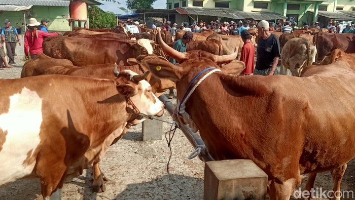 Sapi kurban di Pasar Hewan Petambakan, Banjarnegara, Senin (10/6/2024).