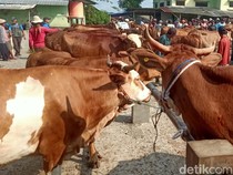 Jelang Idul Adha, Pedagang di Banjarnegara Sambat Baru Jual 25 Sapi Kurban
