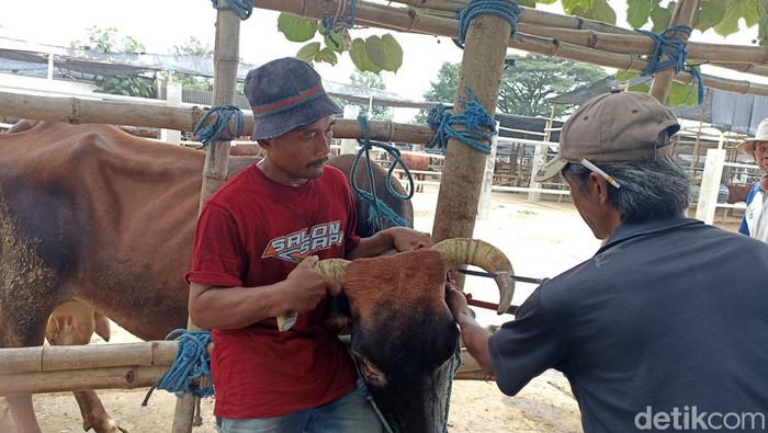 Jasa salon sapi di Blitar laris manis jelang Idul Adha