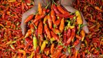 Cabai Rawit Makin Pedas Jelang Idul Adha