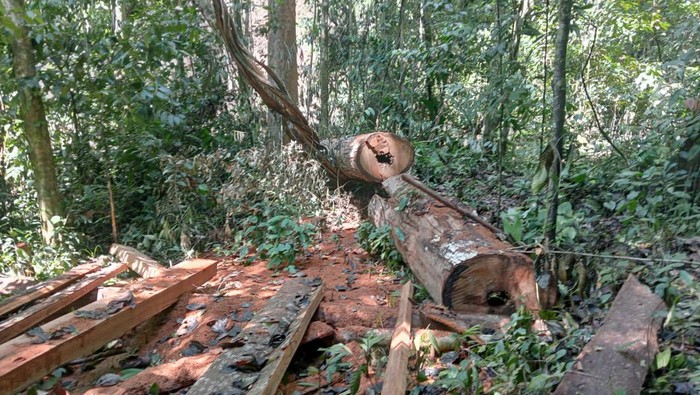 Kayu diduga hasil pembalakan liar di Hutan Babahrot, Aceh Barat Daya. (dok. WALHI Aceh)