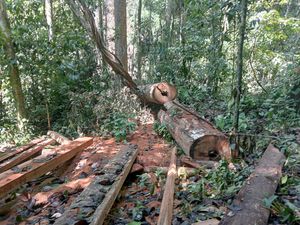 Walhi Ungkap Hutan Babahrot Abdya Makin Gundul Akibat Pembalakan Liar