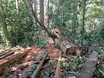 Walhi Ungkap Hutan Babahrot Abdya Makin Gundul Akibat Pembalakan Liar