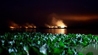 Asap juga membubung ke angkasa dari lahan basah yang terbakar. 