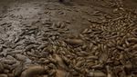 Kekeringan Parah Bikin Ribuan Ikan Mati di Laguna Meksiko