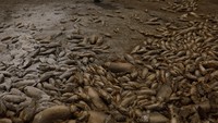 Kematian ikan di Laguna Bustilos, dekat kota Anahuac di Chihuahua, terjadi selama musim kemarau panjang karena suhu meningkat di atas 40 derajat Celsius (104 derajat Fahrenheit). Ketinggian air di laguna sangat rendah.  