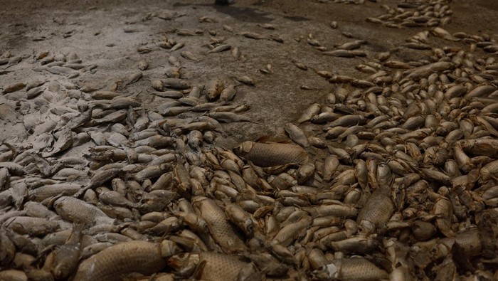 Kekeringan Parah Bikin Ribuan Ikan Mati di Laguna Meksiko Thousands of dead fish lie in the dry bed of the Bustillos Lagoon as high temperatures have caused an intense drought, in Anahuac, Chihuahua state, Mexico June 7, 2024. REUTERS/Jose Luis Gonzalez