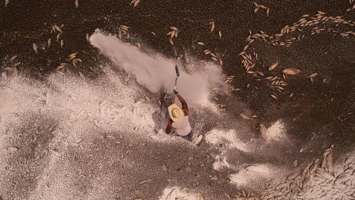 Kekeringan Parah Bikin Ribuan Ikan Mati di Laguna Meksiko Thousands of dead fish lie in the dry bed of the Bustillos Lagoon as high temperatures have caused an intense drought, in Anahuac, Chihuahua state, Mexico June 7, 2024. REUTERS/Jose Luis Gonzalez