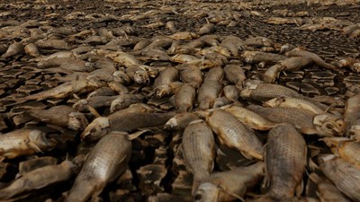 Kekeringan Parah Bikin Ribuan Ikan Mati di Laguna Meksiko